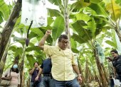 Finca.- El viceministro de Agricultura y Ganadería, Eduardo Izaguirre, en las inspecciones a las bananeras.