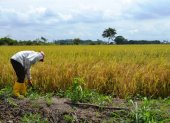 Cultivo. Un agricultor examina una siembra en la región Costa.