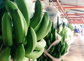 Producción.- El banano listo en una hacienda para pasar por el proceso para ponerlo en una caja para ser exportado.
