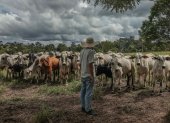 Presencia. Un hombre pastorea ganado en un terreno cerca a Iñapari, en el departamento de Madre de Dios.