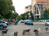 Señales. Los perros y gatos sueltos son un problema en distintas ciudades, en especial en las que no ejecutan control.