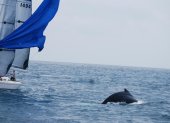 Inicio. Desde el fin de semana, las ballenas comenzaron a llegar a las costas de la península de Santa Elena, donde se las puede observar más de cerca.