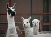En la imagen de archivo, una llama llamada (i), en compañía de dos alpacas.