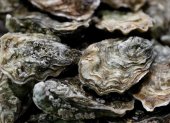 Imagen de archivo de ostras