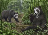 Una reconstrucción artística de Ailurarctos de Shuitangba
