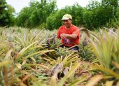 Cultivo. Un agricultor trabaja en una siembra de piñas en una finca.