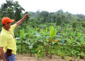 Hacienda Un cultivo de plátano en la provincia de Esmeraldas.