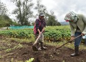Situación. El mayor problema en compra y venta que enfrentan los pequeños agricultores son los intermediarios