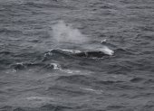 Un rorcual común en el océano Antártico, captado por el proyecto de Vigilancia Perimetral de Mamíferos Marinos del Grupo de Acústica Oceánica del Instituto Alfred Wegener desde el RV Polarstern.