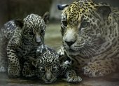 Fotografía de dos crías de jaguar junto a su madre, hoy, en el Zoo Nicaragua, en Managua (Nicaragua).