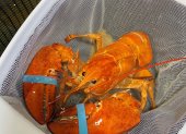 Fotografía cedida por Red Lobster donde se aprecia a un raro ejemplar de langosta color naranja que fue bautizado por los empleados con el nombre de "Cheddar", por su color parecido al del queso del mismo nombre, después de librarlo de morir hervido en agua en su local en Hollywood, Florida.