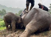 Un bebé elefante y su madre fueron rescatados este miércoles en los alrededores del Parque Nacional de Khao Yai de Tailandia tras desplomarse por una zanja de dos metros de profundidad.
