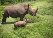El rinoceronte bebé Ale y su madre caminan por la "pradera africana" del Zoológico Nacional, hoy, en La Habana (Cuba).