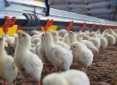 Productores aseguran que la crianza de las aves al aire libre encarece la producción.
