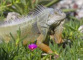 Especies. Una foto difundida por la Comisión de Conservación de Pesca y Vida Silvestre de Florida muestra un ejemplar de iguana.