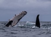 Ballenas jorobadas son vistas el 30 de julio de 2022 en costas cercanas a la ciudad de Atacames, Esmeraldas