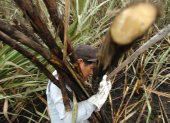 Producción. Un agricultor trabaja en la cosecha de la caña de azúcar.