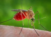 Según esta investigación, al menos en estos mosquitos, cada célula neuronal tiene varios tipos de receptores, no solo uno. Una sola neurona de mosquito puede detectar diferentes olores.