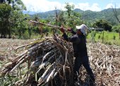 Trabajo.- Un agricultor labora en la cosecha de la caña de azúcar.