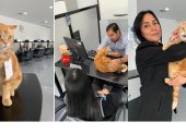 En la oficina. Ingrid Vaca, jefa de la agencia automotriz (Izq.), aparece con Mina en sus brazos. La gata es libre de recorrer la empresa.