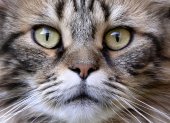 Un gato mira a la cámara en una imagen de archivo.