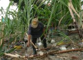 Labor.- El trabajo en un cultivo de caña de azúcar.