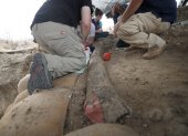 Empleados de la Autoridad de Antigüedades de Israel (IAA) descubren un colmillo de elefante de 2,40 metros de largo cerca de Gedera, en el sur de Israel.
