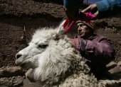 La palanta permitirá  tener una capacidad de producción mayor a 25.000 kilos de fibra de alpaca al año