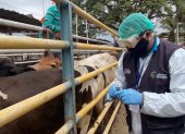 Labor.- Un técnico alista una vacuna contra la fiebre aftosa para aplicarle al ganado.