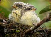 Fotografía sin fechar cedida por la fundación Charles Darwin que muestra a dos pichones de pájaro brujo (Pyrocephalus nanus), amenazados por especies invasoras como la mosca vampiro aviar.