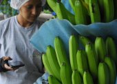 El banano ha tenido un año complicado en los mercados.