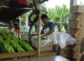 Trabajo.- Las labores que se realizan antes de empacar el banano para exportarlo.
