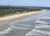 Vista aérea de unas 230 ballenas varadas en una remota playa de la bahía de Macquarie, en el oeste de la isla australiana de Tasmania (Australia), el pasado 21 de septiembre. EFE/ Departamento de Recursos Naturales y Ambiente de Tasmania