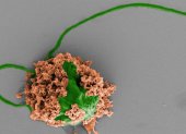 Imagen coloreada de un microrobot que está formado por una célula de alga (verde) recubierta de nanopartículas de polímero biodegradable (marrón).