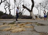 Las ramas de los árboles han levantado el pavimento de las peatonales de varias manzanas. Hay el temor que afecte a las casas.