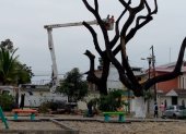 Maquinarias del Municipio procedió a cortar las ramas secas de árboles que hay en un parque de Guayacanes.