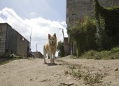 Fauna. En Quito hay alrededor de un millón de perros callejeros.