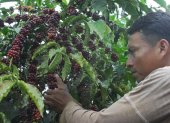 Cultivo.- Un agricultor trabaja en la cosecha del café.