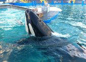 Lolita fue capturada en aguas del Pacífico noroccidental y, con unos cuatro años de edad, llegó el 24 de septiembre de 1970 al Miami Seaquarium.