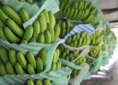 Fruta.- Empezó la investigación para determinar quién inscribió al ministerio de Agricultura como exportador de banano.