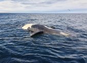 Fotografía sin fecha específica de toma, cedida hoy por el Gobierno de la provincia de Chubut que muestra a una ballena mientras es llevada a la costa tras aparecer sin vida en aguas de Argentina.