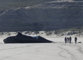 Fotografía del Instituto de Conservación de Ballenas que muestra a unos investigadores que trabajan en una ballena muerta a principios de octubre de 2022,  en una playa de la Península Valdés, provincia Chubut, Argentina.