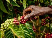 Los cultivos de café se reducirán a la mitad en 2050 si no se evita el impacto del cambio climático, según un estudio