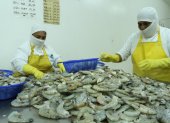 Producción. Dos trabajadores alistan los camarones para empacarlos.