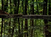 Fotografía de archivo de la vista de árboles reflejados en un estanque en el bosque Heide de Dresde (Alemania). EFE/Filip Singer