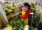 ACOMPAÑA CRÓNICA: COLOMBIA SAN VALENTÍN - BOG610. NEMOCÓN (COLOMBIA), 11/02/2022.- Una mujer empaca flores para San Valentín ayer, en la empresa El Redil, ubicada en Nemocón (Colombia). Un sector del campo colombiano en el que predomina la mano de obra femenina resistió a la pandemia y, con la premisa de exportar "emociones" a más de cien países, especialmente para San Valentín, ha florecido hasta alcanzar cifras récord de ventas. Según datos de la Asociación Colombiana de Exportadores de Flores (Asocolflores), entre enero y noviembre del año pasado se incrementó en un 17 % el envío de flores al extranjero, lo que se traduce en 1.544 millones de dólares. EFE/ Mauricio Dueñas Castañeda