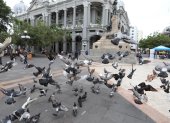 Las palomas revolotean a todas horas en diferentes sectores de la ciudad. En el centro se las observa en los alrededores del Municipio y Gobernación y en varios edificios patrimoniales, donde anidan.
