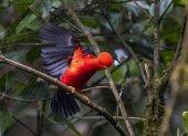 Fotografía del ave gallito de la peña, con su estridente color rojo, el 17 de noviembre de 2022, en Nanegalito, en la zona boscosa Chocó Andino de Pichincha, al noroccidente de Quito (Ecuador).