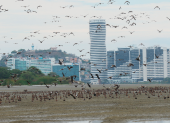 Islote. Miles de aves se posan en El Palmar y llegan hasta el aeropuerto.