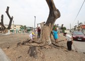 Las ramas secas de los árboles del parque de los Niños, en Guayacanes, fueron cortadas. Hoy solo están los troncos y aún no llega la reforestación prometida por el Municipio.